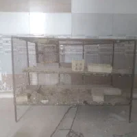 قفس تمیز