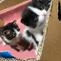 واگذاری گربه|گربه|بندر ماهشهر, |دیوار