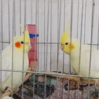 عروس هلندی|پرنده|شوش, |دیوار