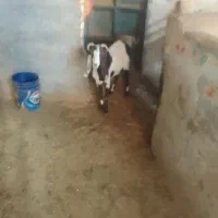 بره نژدی|حیوانات مزرعه|خمینیشهر, |دیوار