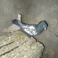 چن تا کفتر بهبهانی فروشی یا معامله دارم|پرنده|خرم بید, |دیوار