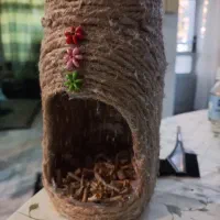 لانه کوتوله برزیلی و طوطی سانان