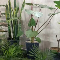 گل و گیاه|گل و گیاه طبیعی|ملارد, |دیوار