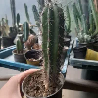 فروش کاکتوس ریز درشت درهم حراجی|گل و گیاه طبیعی|سلمانشهر, |دیوار