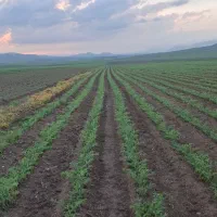 نخود|خوردنی و آشامیدنی|کرمانشاه, |دیوار