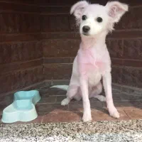 برفی گمشده|حیوانات|ورامین, ورامین|دیوار