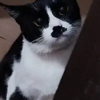 گربه گمشده|گربه|جهرم, |دیوار