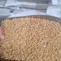 انواع نهاده دام طیور و غذای پرندگان