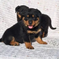 روت آمریکایی توله سگ روتوایلر نر و ماده