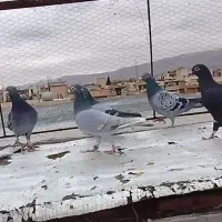 با سلام فروش دست کفتری جوان