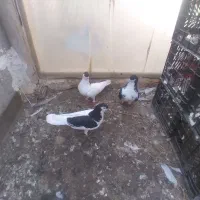 یه جفت ساده افشون و راست سیاه با جوجشون