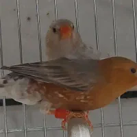 تعدادی فنج زبرا جامبو،انگلیسی،اروپایی