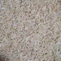 برنج لنجون درجه یک خوشبو خوشطعم و خوشپخت