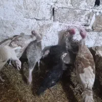 نیمچه بوقلمون برای نگهداری