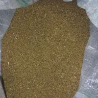 فروش بذر یونجه محلی