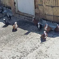 کبوتر