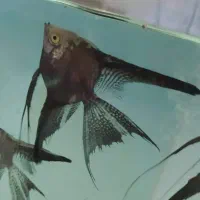 آنجل پیرایبا