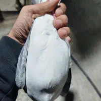 کبوتر گوره آی|پرنده|برازجان, |دیوار