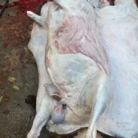 قصاب سیار در محل|خدمات پذیرایی، مراسم|ارومیه, |دیوار