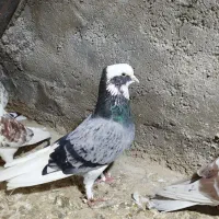 کبوتر