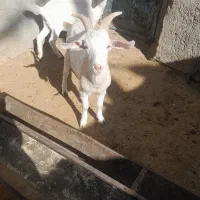 بزغاله نر سانن|حیوانات مزرعه|باخزر, |دیوار