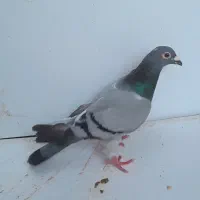 سبز ماده|پرنده|مشهد, حسینآباد|دیوار