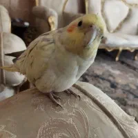 عروس هلندی گم شده در 15 خرداد|پرنده|قم, دروازه ری|دیوار