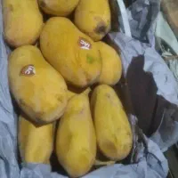 انبه پاکستانی