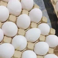 تخم مرغ نوک زده