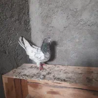 کبوتر|پرنده|بندر ماهشهر, |دیوار
