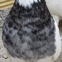 کبوتر