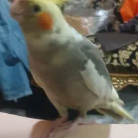 گمشده|پرنده|مهاجران, |دیوار