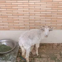 کهره ماده فروشی