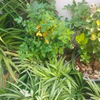 گل های طبیعی با یک زیره برای گل و وسایل|گل و گیاه طبیعی|کرمانشاه, |دیوار