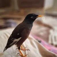 مرغ مینا سخنگو  سرحال وسالم