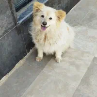 سگ زیبا حرف گوش کن ف یا معاوضه