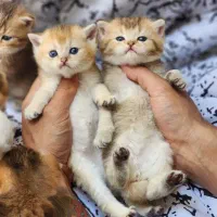 بریتیش چاکلت گلد ،سیلور ،گلد و بلک گلد