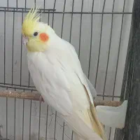 عروس هلندی .|پرنده|ساوه, |دیوار
