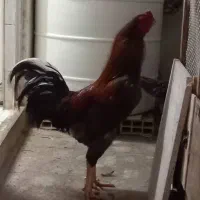 خروس لاری دو رگ