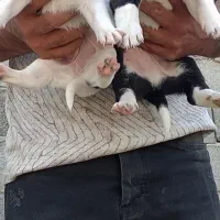 توله قدرجونی سگ