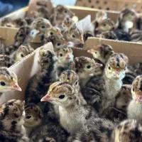 تولیدتهران جوجه رنگی گوشتی محلی اردک بوقلمون غاز|حیوانات مزرعه|تهران, کرمان|دیوار