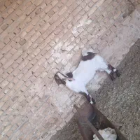 بزغاله نر|حیوانات مزرعه|تربت جام, معدآباد|دیوار