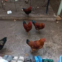 فروش خروس رسمی