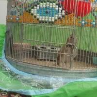 قناری|پرنده|شیراز, کفترک|دیوار