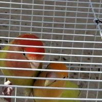 کوتوله‌اوپال‌