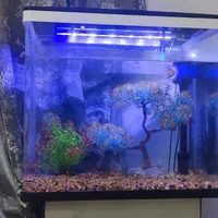 اکواریوم شرکتی دلسا k500