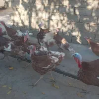 بوقلمون ارگانیک