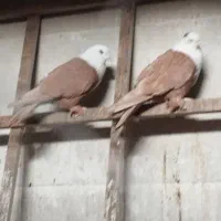 کله سفید وصده کاکلی