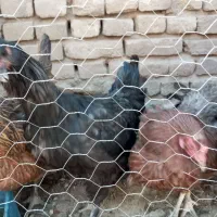 مرغ تخم گذارچاق جون