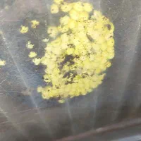 خاویار حلزون|خزنده|قم, ولیعصر|دیوار